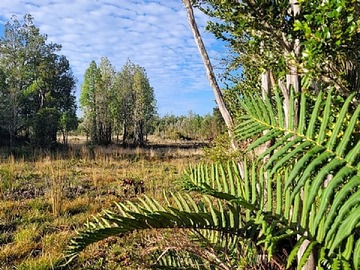 Venta / Terreno Agricola / Dalcahue