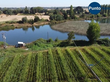 Venta / Terreno Agricola / El Carmen