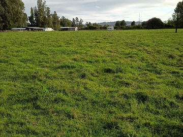 Venta / Terreno Agricola / Freire