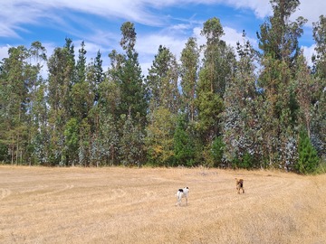 Venta / Terreno Agricola / Freire