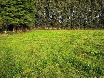 Venta / Terreno Agricola / Freire