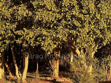 Imagen 24
