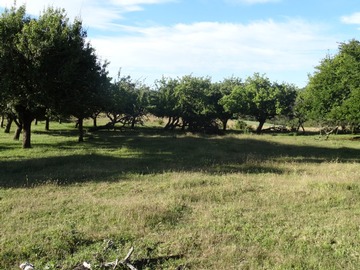 Venta / Terreno Agricola / Fresia