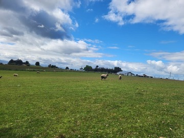 Venta / Terreno Agricola / Fresia