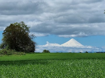 Venta / Terreno Agricola / Frutillar