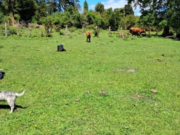 Imagen 4