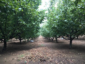 Venta / Terreno Agricola / Gorbea