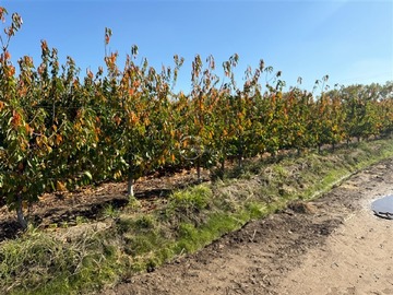 Venta / Terreno Agricola / Graneros