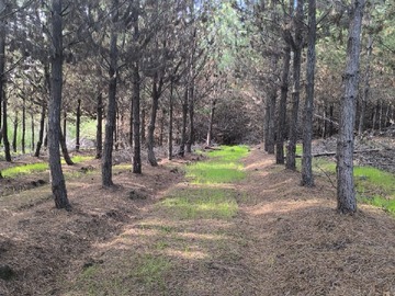 Venta / Terreno Agricola / Hualañé