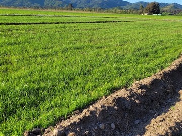 Venta / Terreno Agricola / Hualañé
