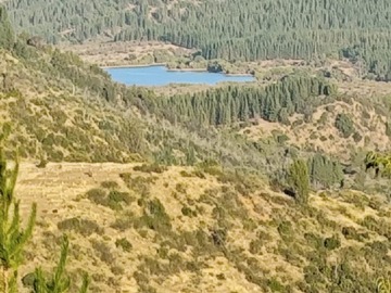 Venta / Terreno Agricola / Hualañé