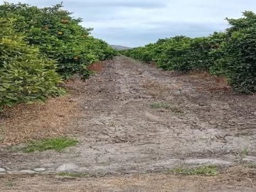 Venta / Terreno Agricola / Isla de Maipo