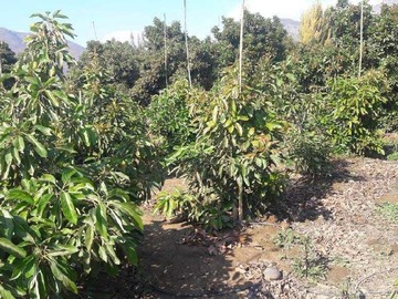 Venta / Terreno Agricola / Isla de Maipo