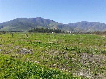 Venta / Terreno Agricola / La Ligua