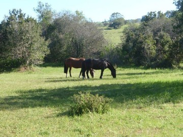 Venta / Terreno Agricola / La Ligua