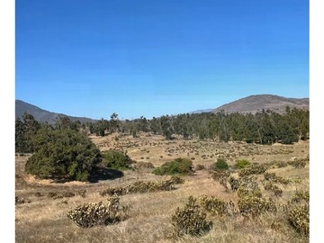 Venta / Terreno Agricola / La Ligua