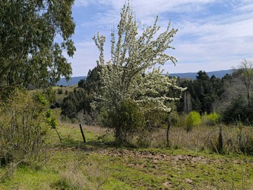 Venta / Terreno Agricola / La Unión