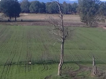 Venta / Terreno Agricola / Lanco