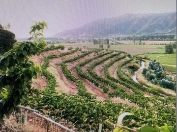 Venta / Terreno Agricola / Las Cabras