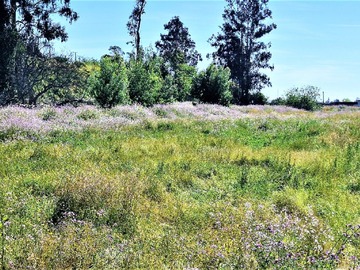 Venta / Terreno Agricola / Limache