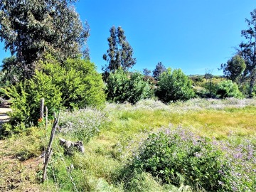 Venta / Terreno Agricola / Limache