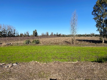 Venta / Terreno Agricola / Linares