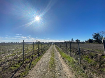 Venta / Terreno Agricola / Linares