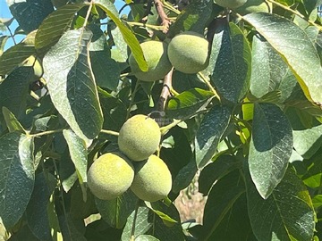 Venta / Terreno Agricola / Linares