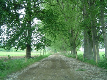 Venta / Terreno Agricola / Linares