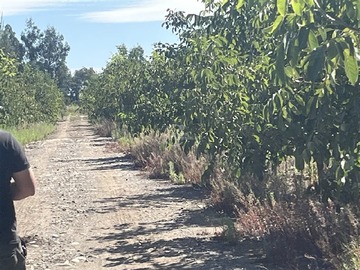 Venta / Terreno Agricola / Linares