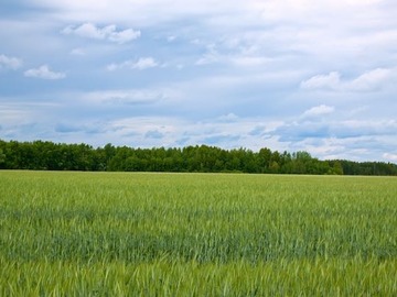 Venta / Terreno Agricola / Lolol