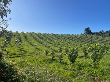 Venta / Terreno Agricola / Loncoche