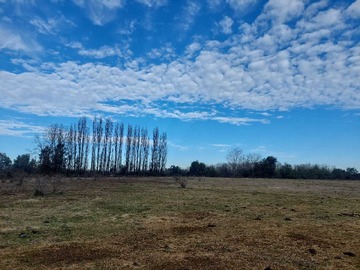 Venta / Terreno Agricola / Longaví