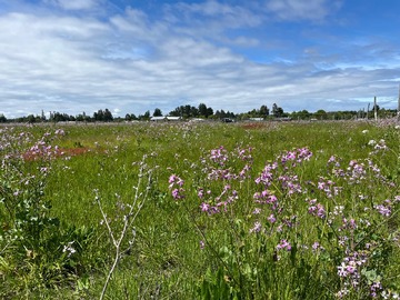 Venta / Terreno Agricola / Los Ángeles