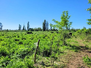 Venta / Terreno Agricola / Los Ángeles