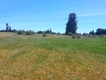 Venta / Terreno Agricola / Los Ángeles