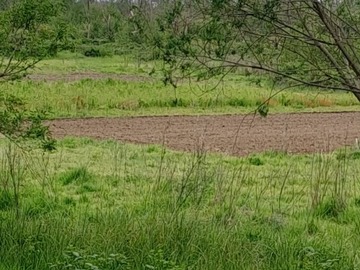 Venta / Terreno Agricola / Los Ángeles