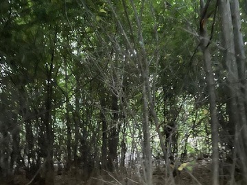 Imagen 13