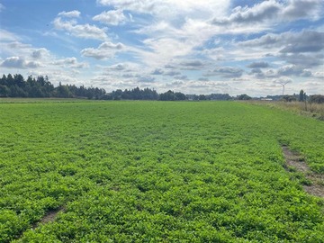 Venta / Terreno Agricola / Los Ángeles