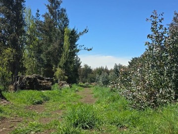 Venta / Terreno Agricola / Los Ángeles