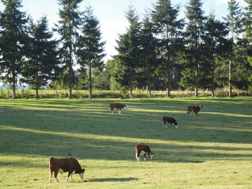 Venta / Terreno Agricola / Los Lagos