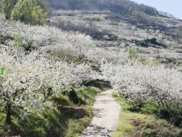 Venta / Terreno Agricola / Los Muermos