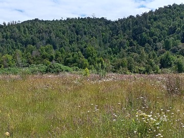 Venta / Terreno Agricola / Los Muermos