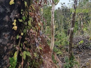 Imagen 11