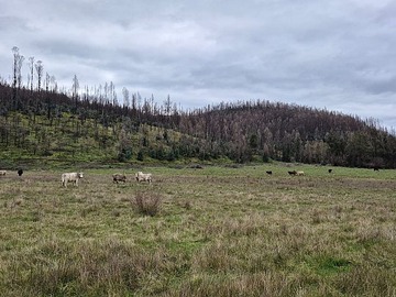 Venta / Terreno Agricola / Los Sauces