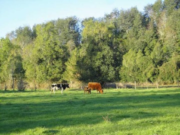 Venta / Terreno Agricola / Máfil