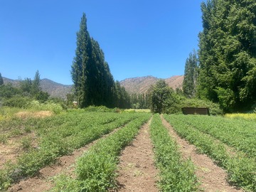 Venta / Terreno Agricola / Malloa