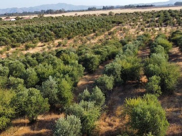 Venta / Terreno Agricola / Marchigüe