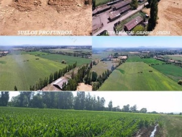 Venta / Terreno Agricola / Maule