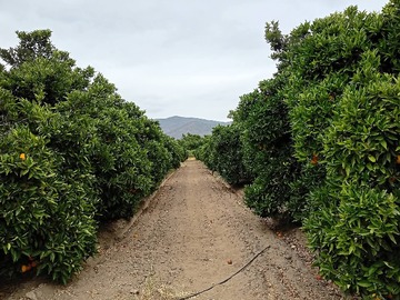 Venta / Terreno Agricola / Melipilla